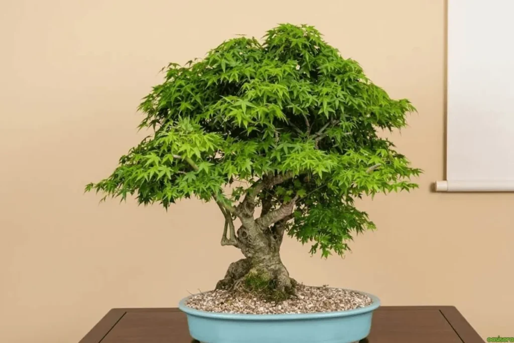 Kiyohime-Japanese-Maple