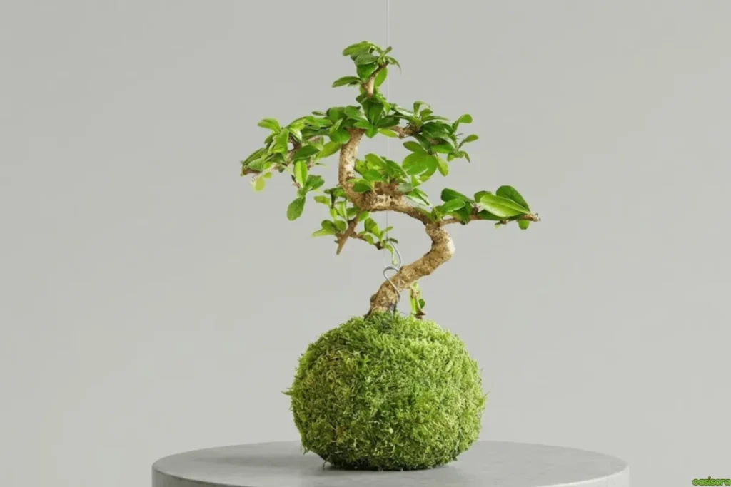 Japanese House Plants: 5 Calm & Minimalist Picks for Homes 8 Kokedama