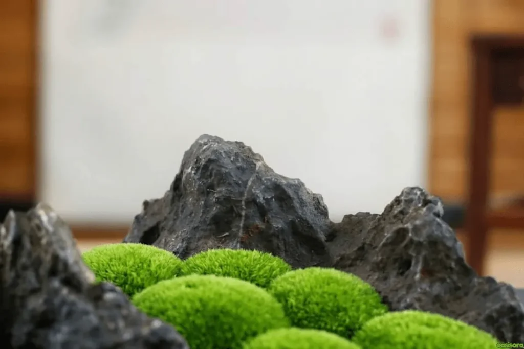 Leucobryum