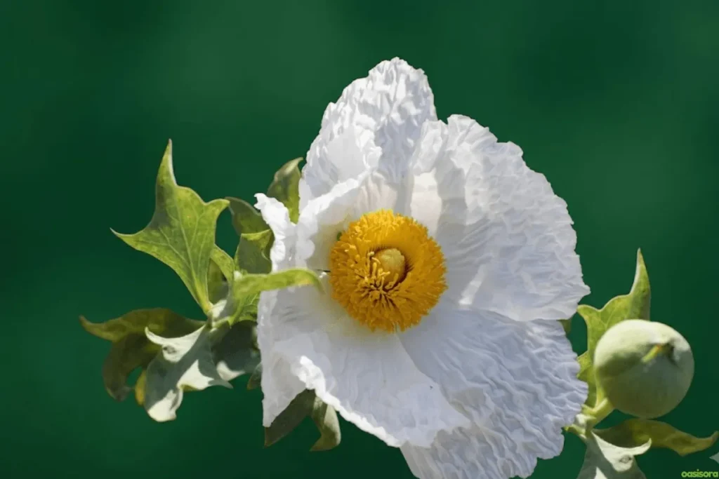 Matilija-Poppy