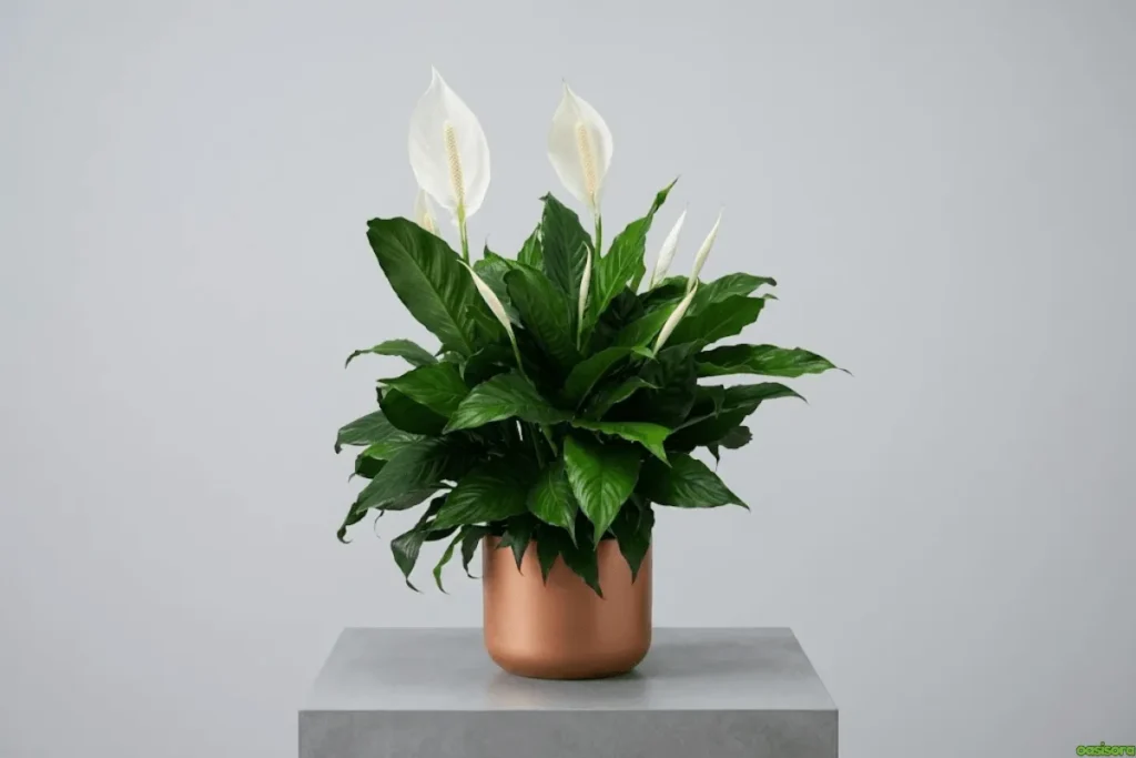 Japanese House Plants: 5 Calm & Minimalist Picks for Homes 6 Peace-Lily