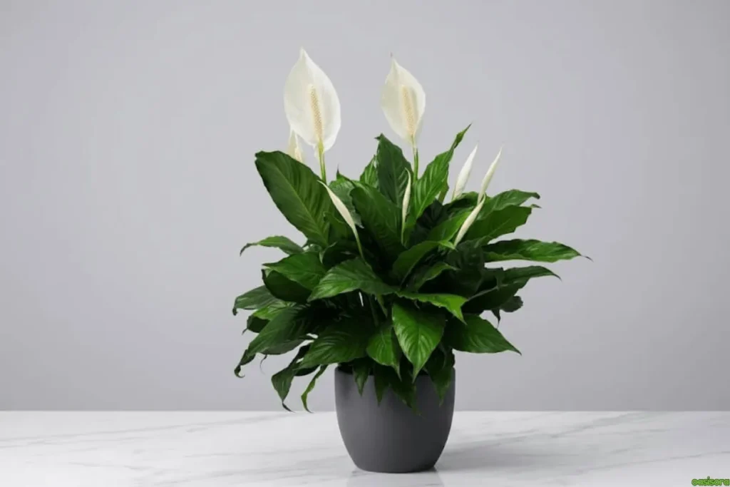 Peace-Lily