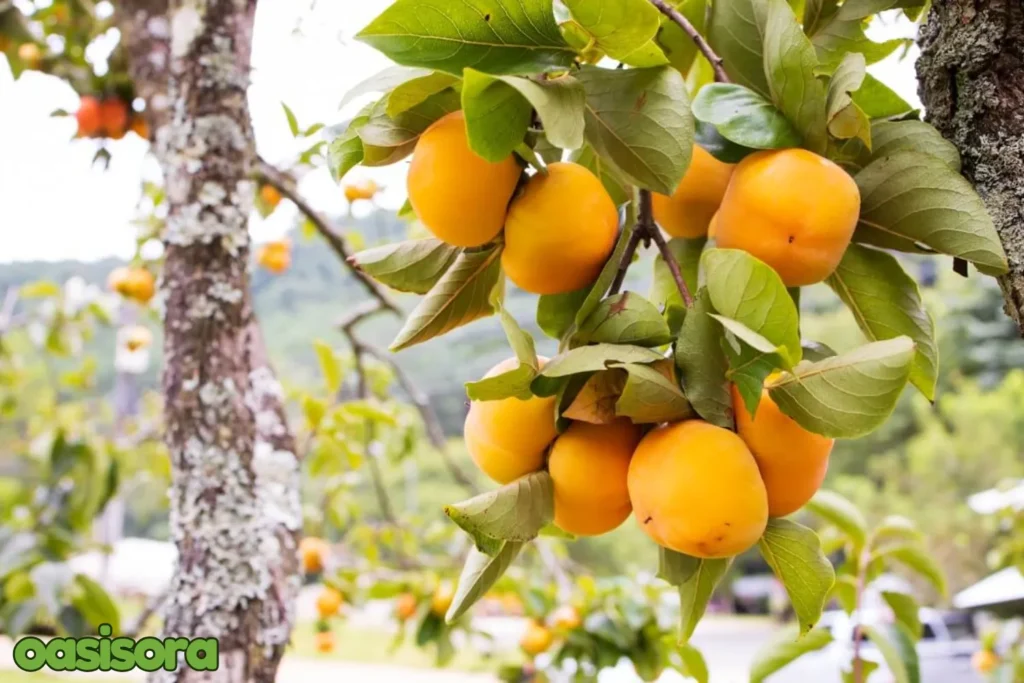 Persimmon-fruit-tree