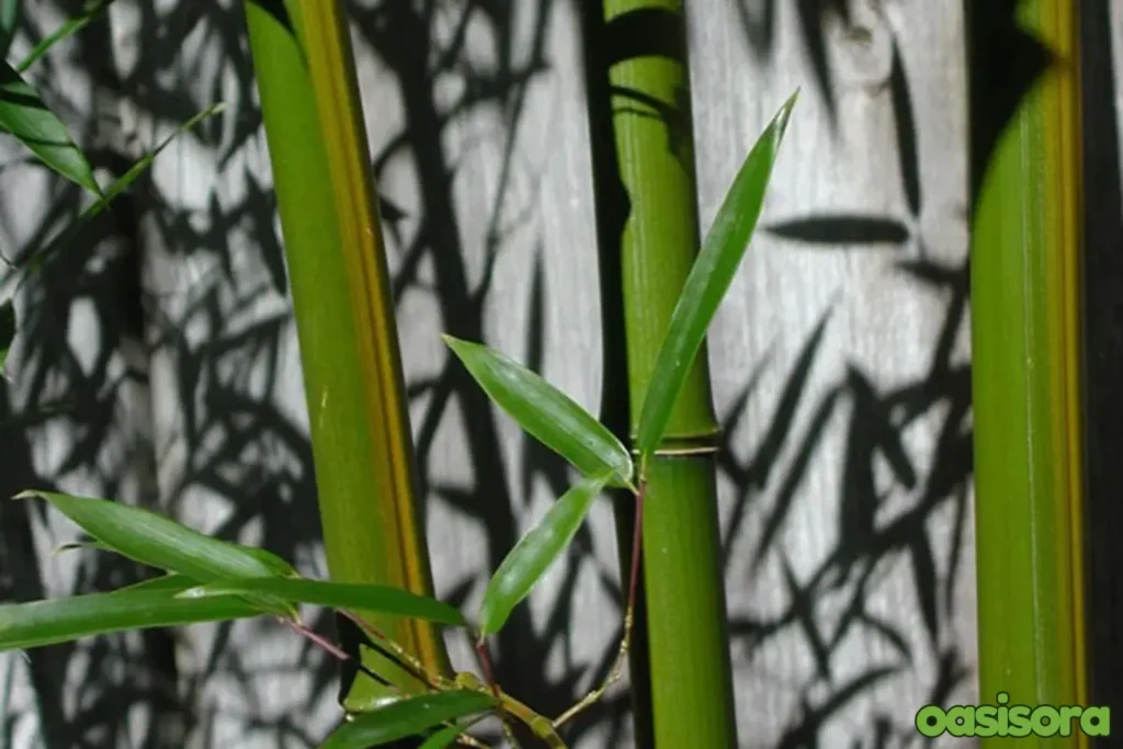 Phyllostachys-aureosulcata-Yellow-Groove-Bamboo