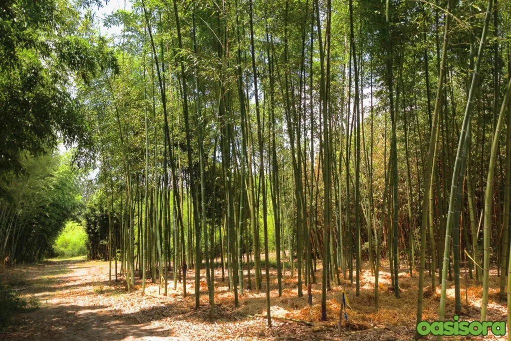 Phyllostachys-bambusoides-Giant-Bamboo