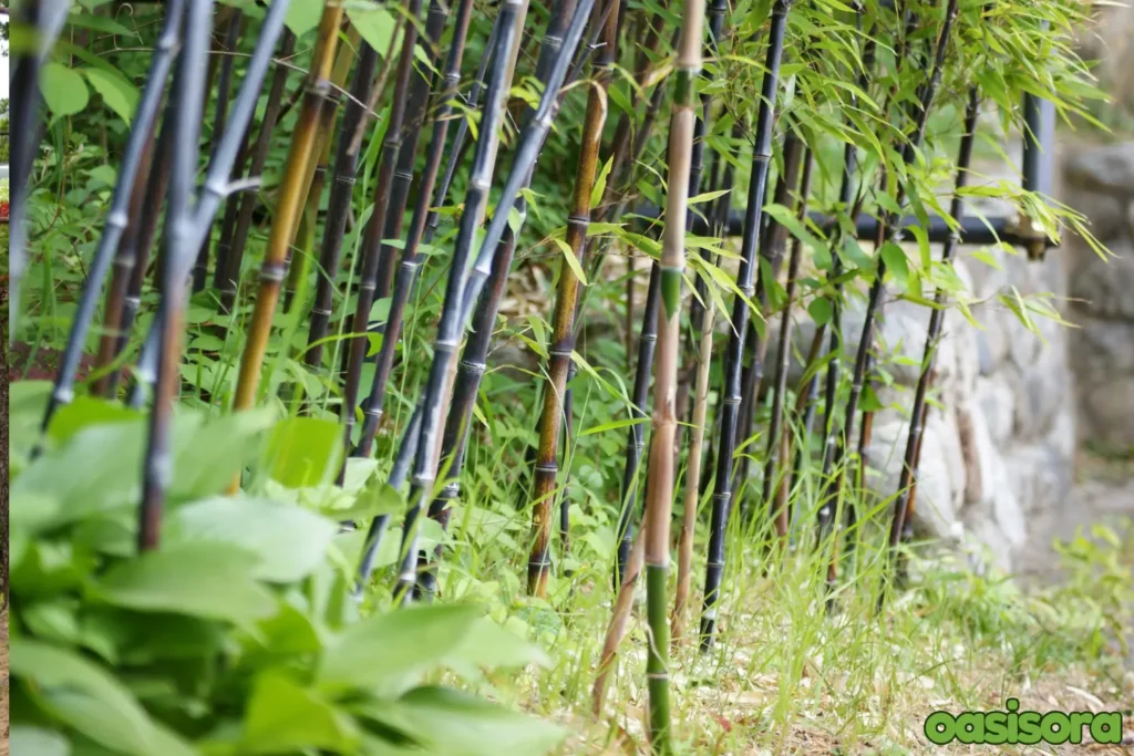 Phyllostachys-nigra-Black-Bamboo