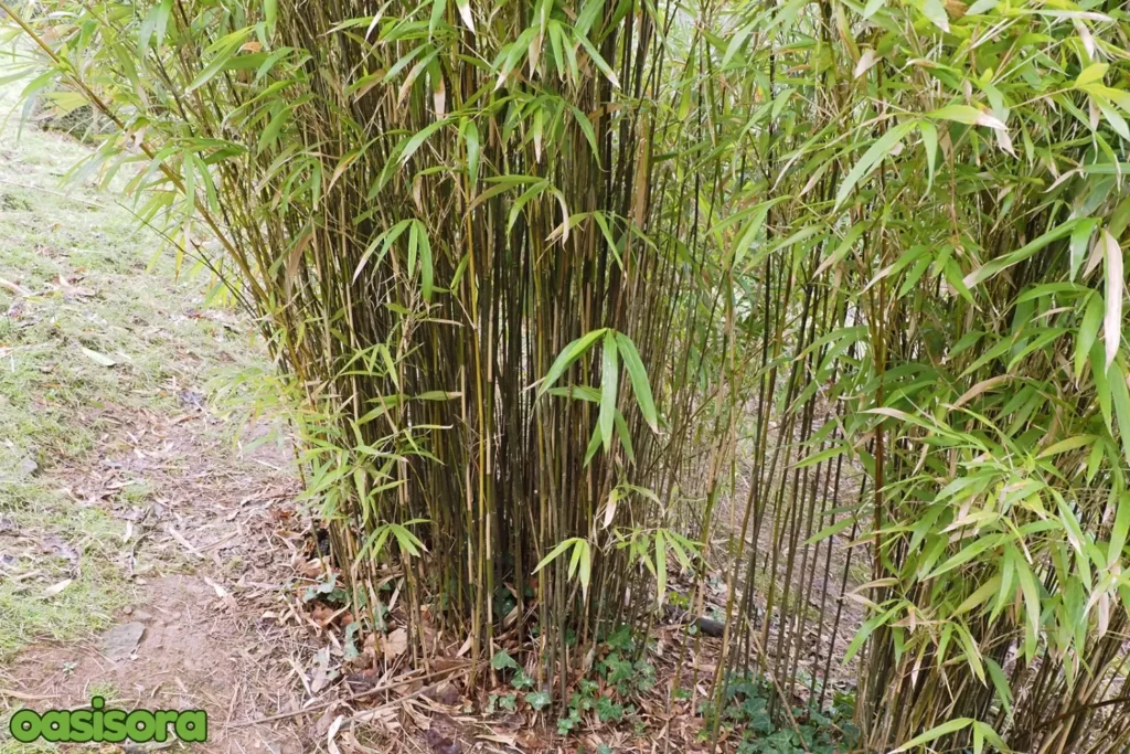 Pleioblastus-simonii-Me-Dake-Bamboo