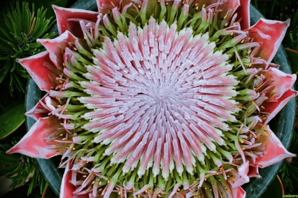Protea