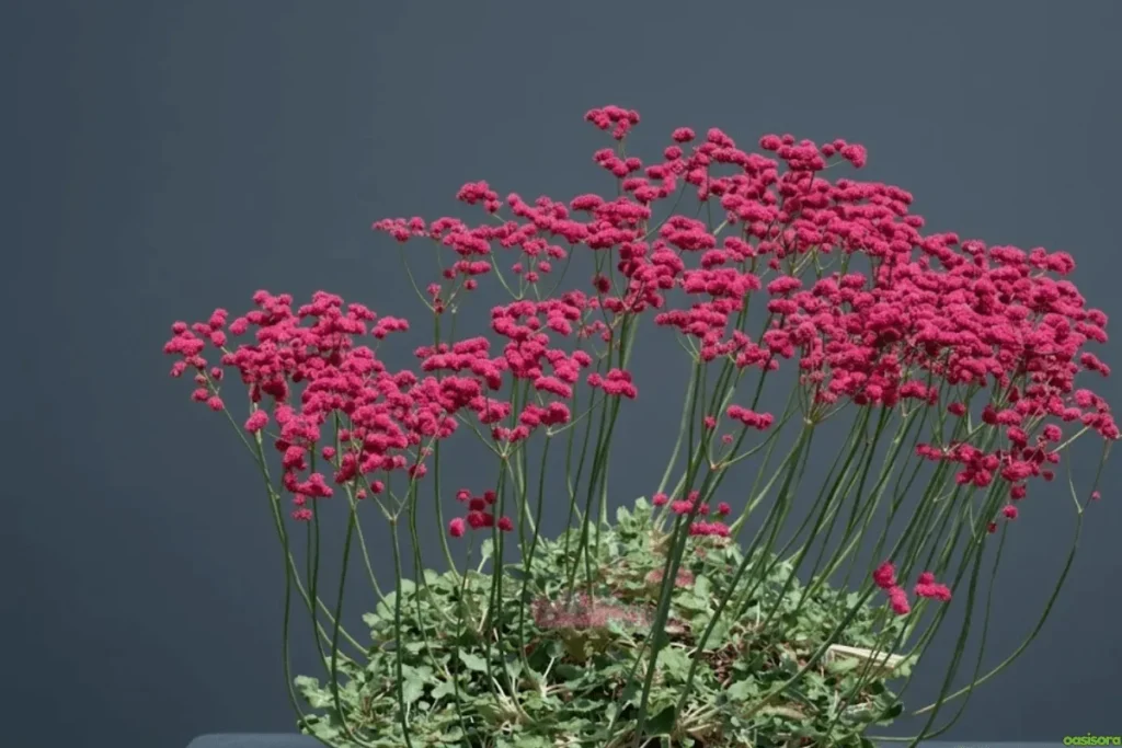 Red-flowered-Buckwheat