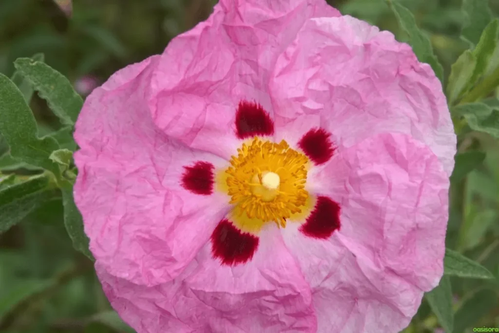 Rock-Rose