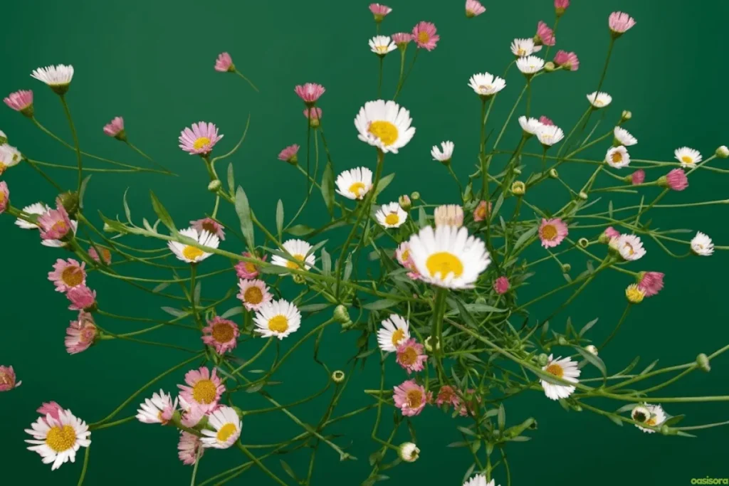Santa-Barbara-Daisy