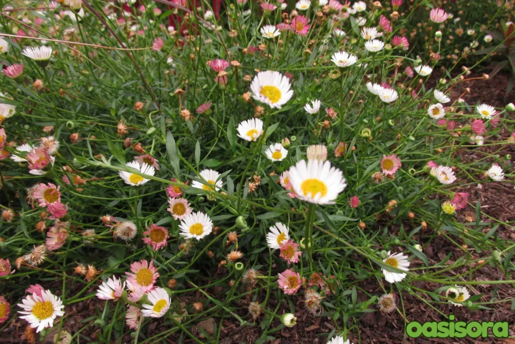 Santa-Barbara-Daisy