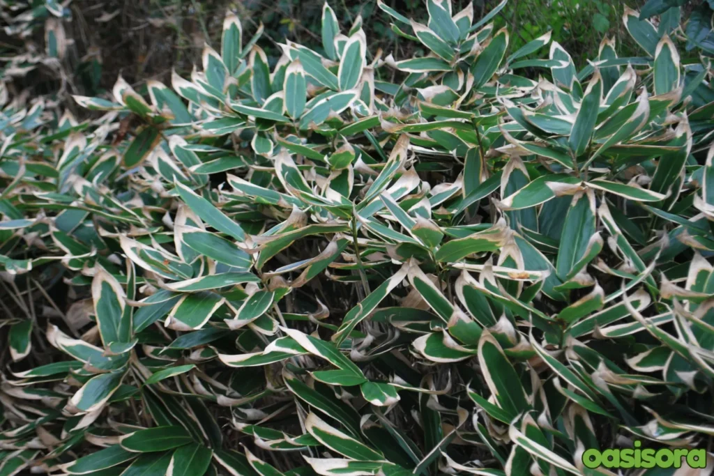 Sasa-veitchi-Dwarf-Bamboo