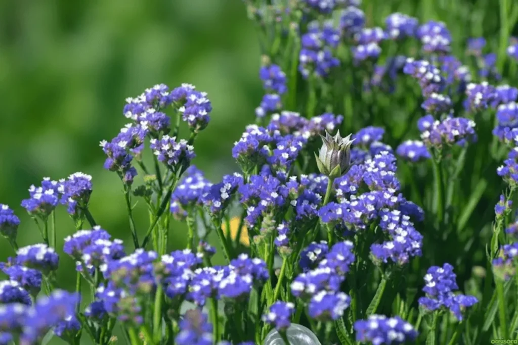 Sea-Lavender