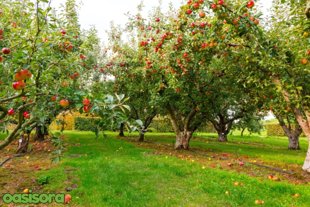 Seasonal-Interest-with-Fruit-Trees