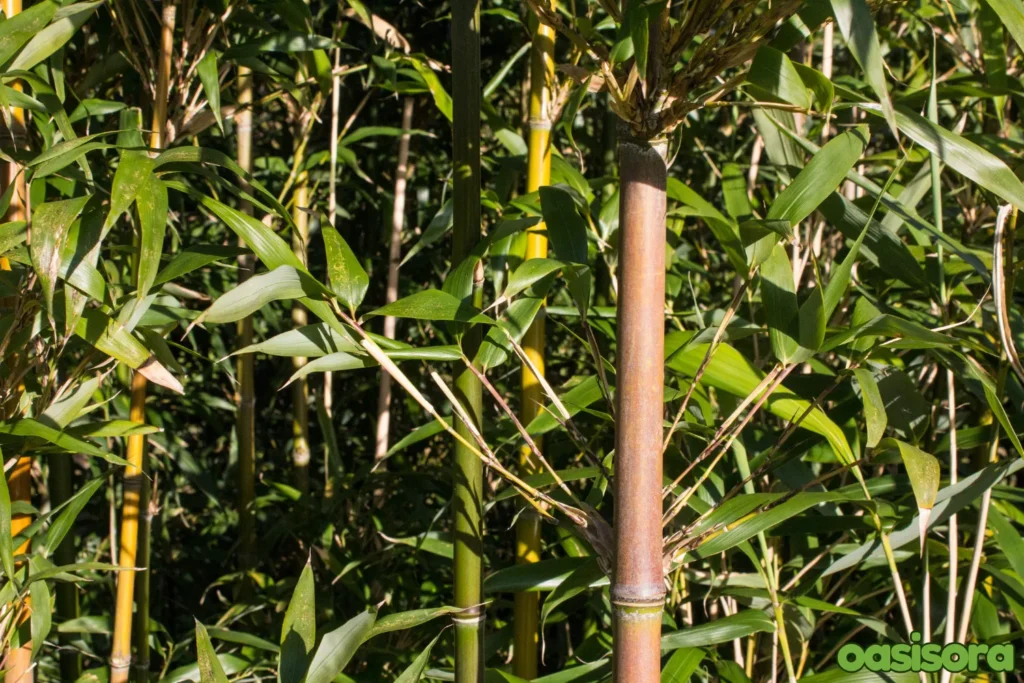 Semiarundinaria-fastuosa-Narihira-Bamboo