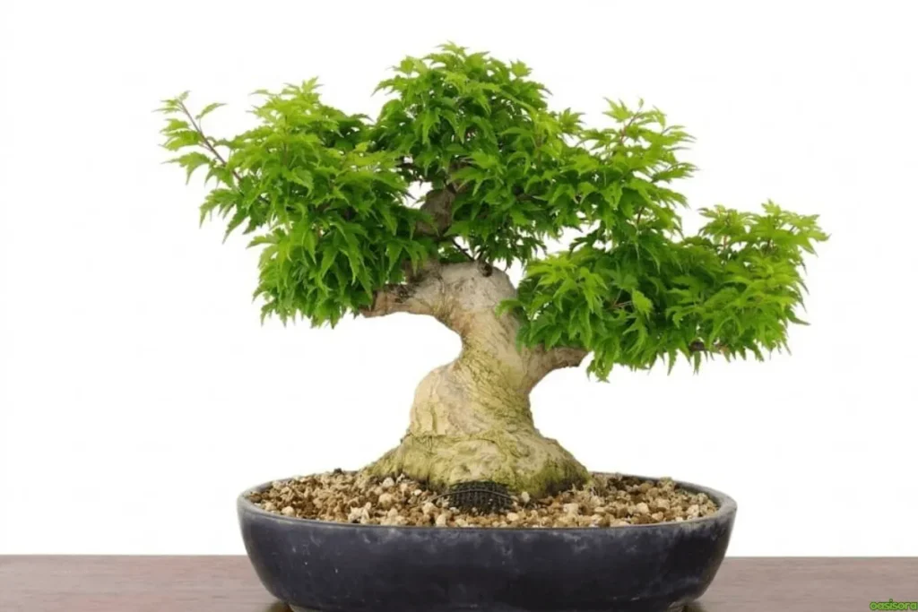 Shishigashira-Japanese-Maple