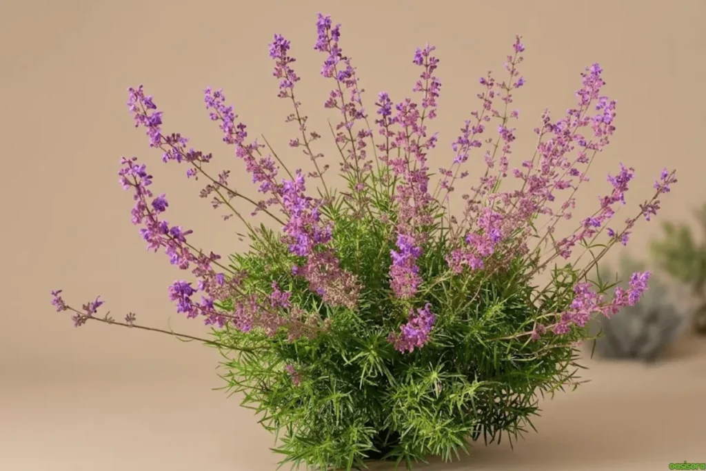 Showy-Penstemon