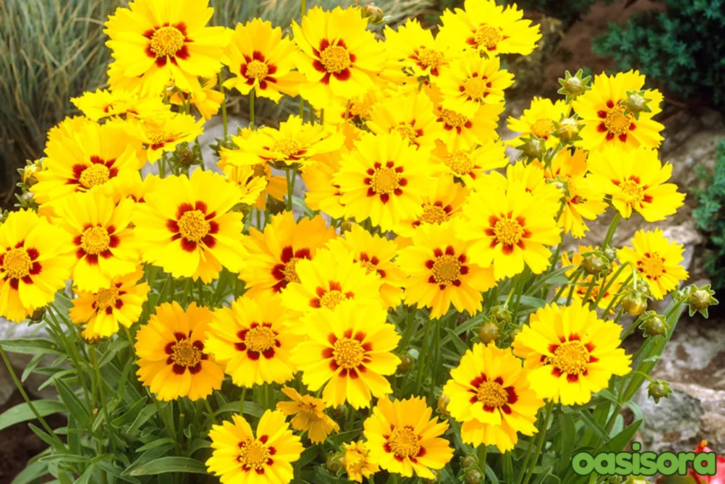 Sunburst-Coreopsis