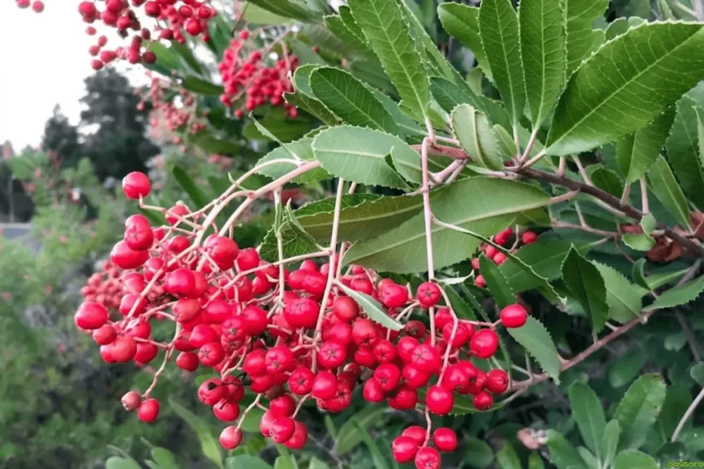 Toyon