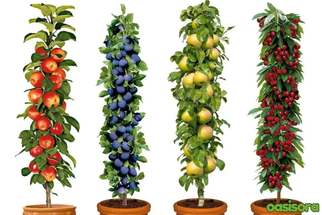 Vertical-Fruit-Trees-for-Small-Spaces