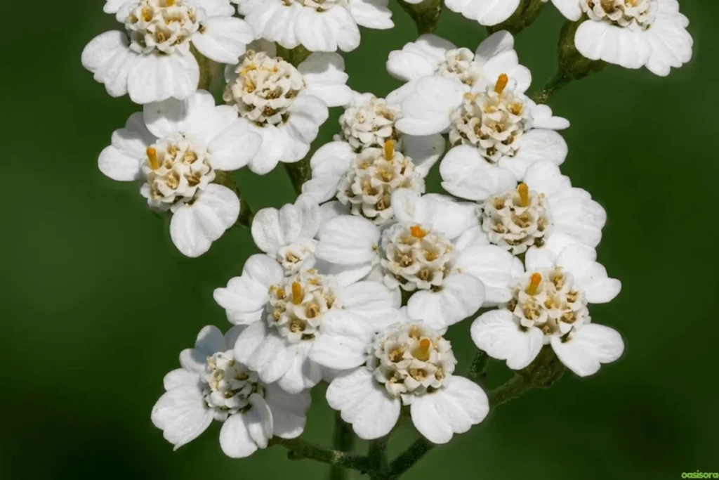 Yarrow