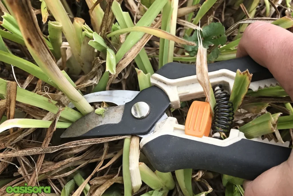 cut-back-perennials
