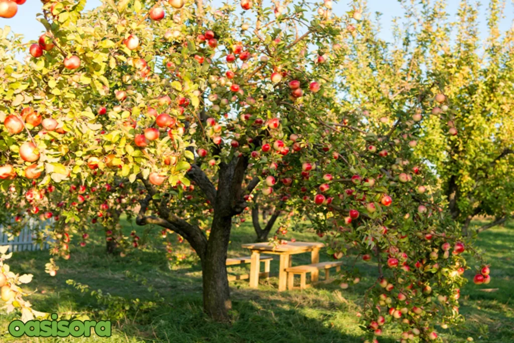 landscaping-ideas-with-fruit-trees
