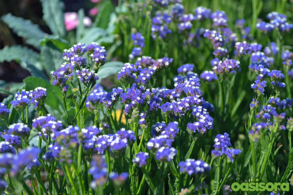 sea-Lavender