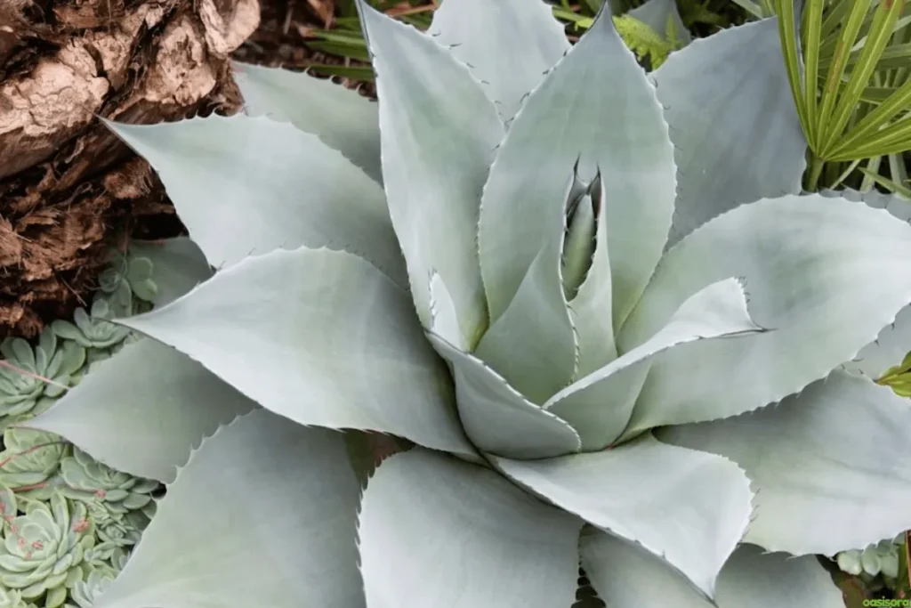 Agave