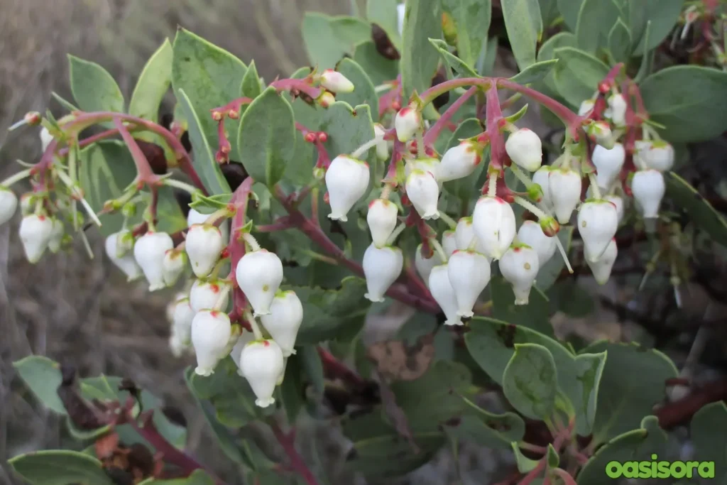 Big-Berry-Manzanita-Arctostaphylos-glauca