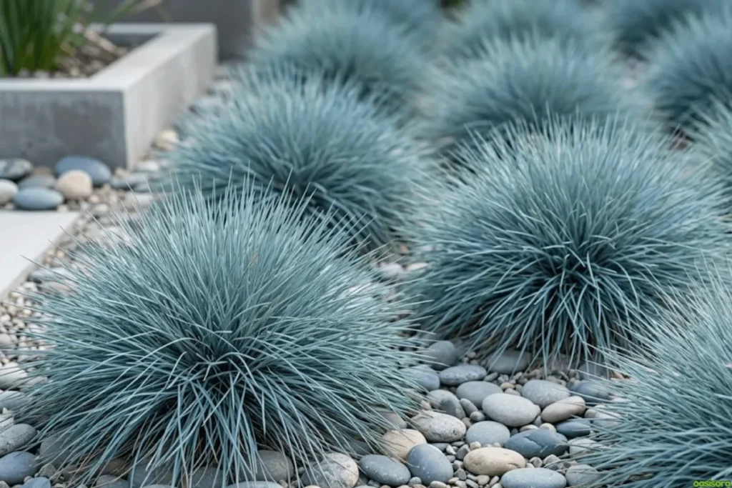 Blue-Fescue