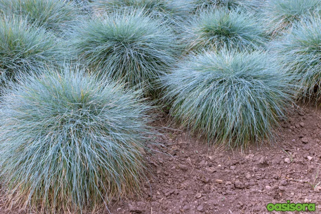 Blue-Fescue-Festuca-glauca