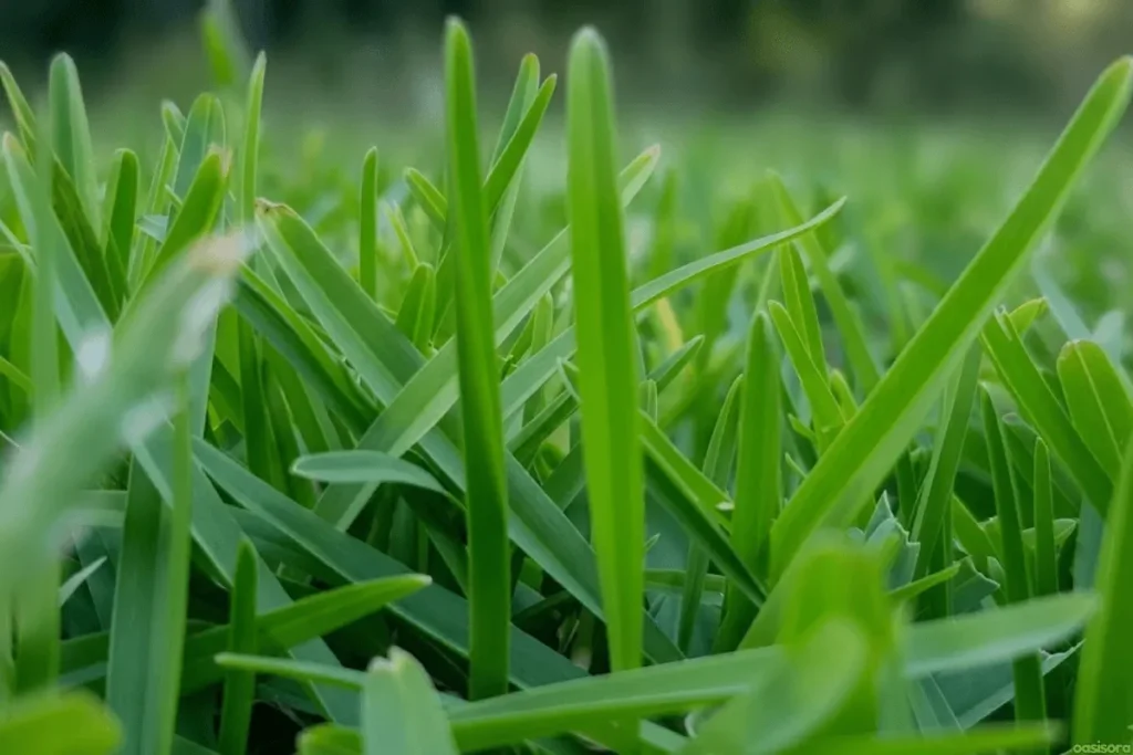 Buffalo-Grass