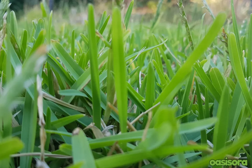 Buffalo-Grass-Bouteloua-dactyloides
