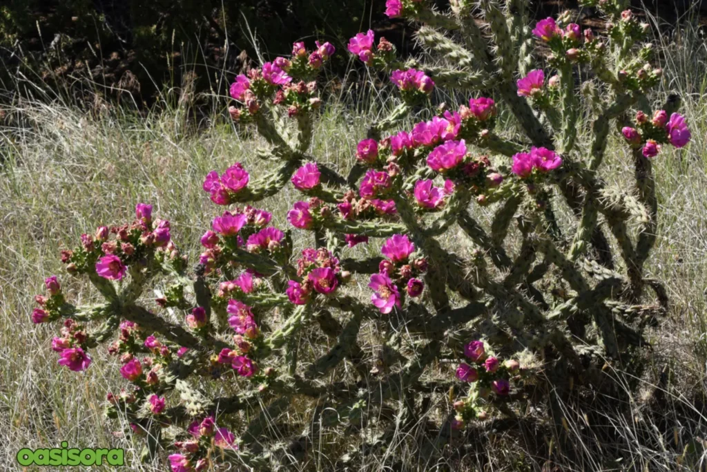 Cacti-Cylindropuntia-spp