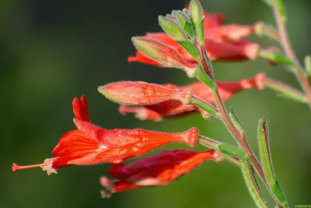 California-Fuchsia