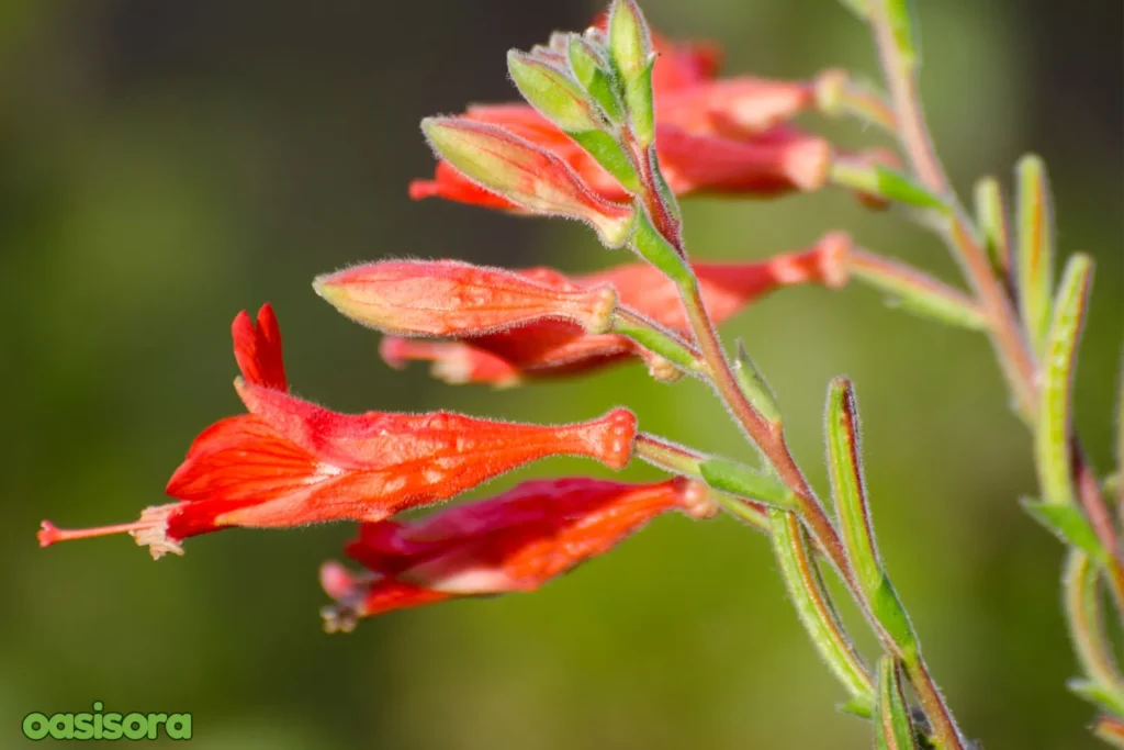 California-Fuchsia-Epilobium-canum