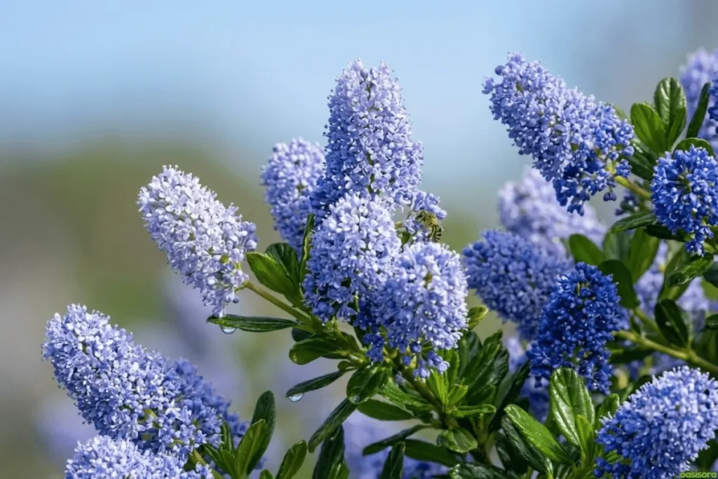 California-Lilac