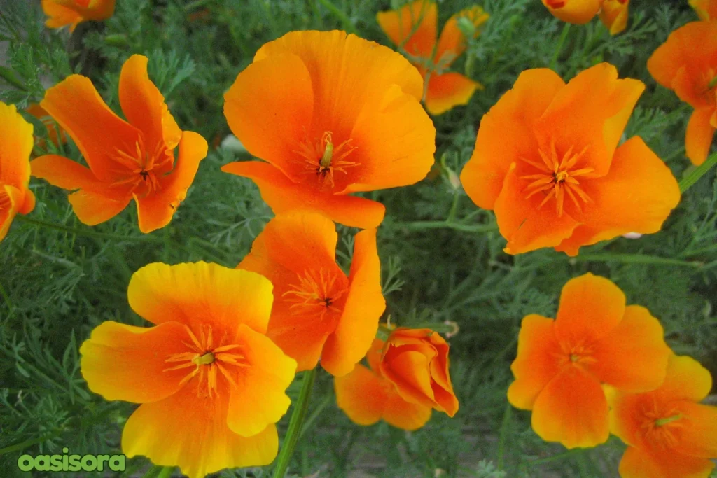 California-Poppy-Eschscholzia-californica