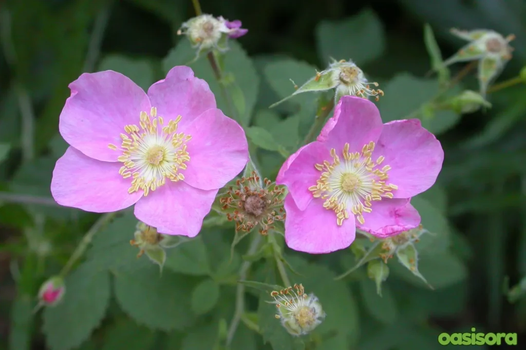 California-Wild-Rose-Rosa-californica