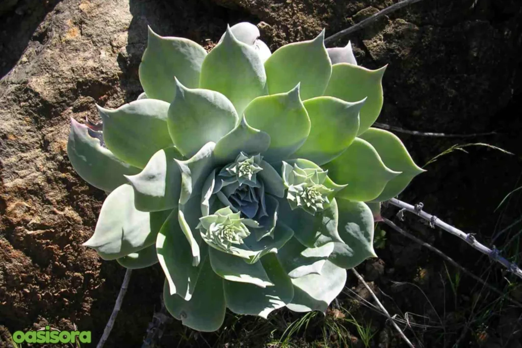 Chalk-Liveforever-Dudleya-pulverulenta