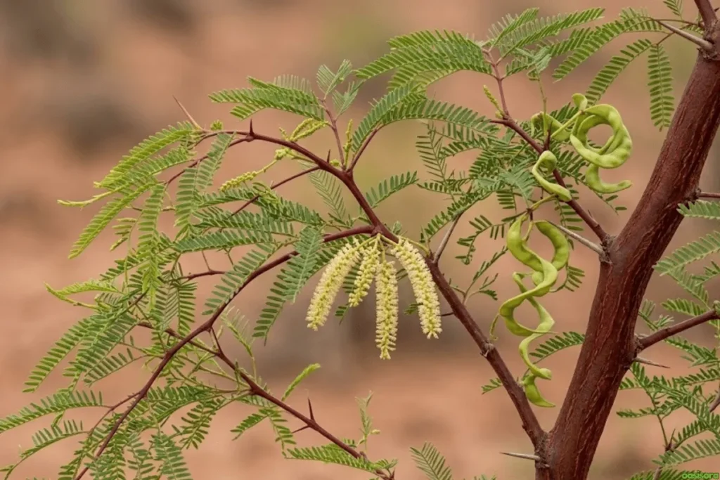 Chilean-Mesquite