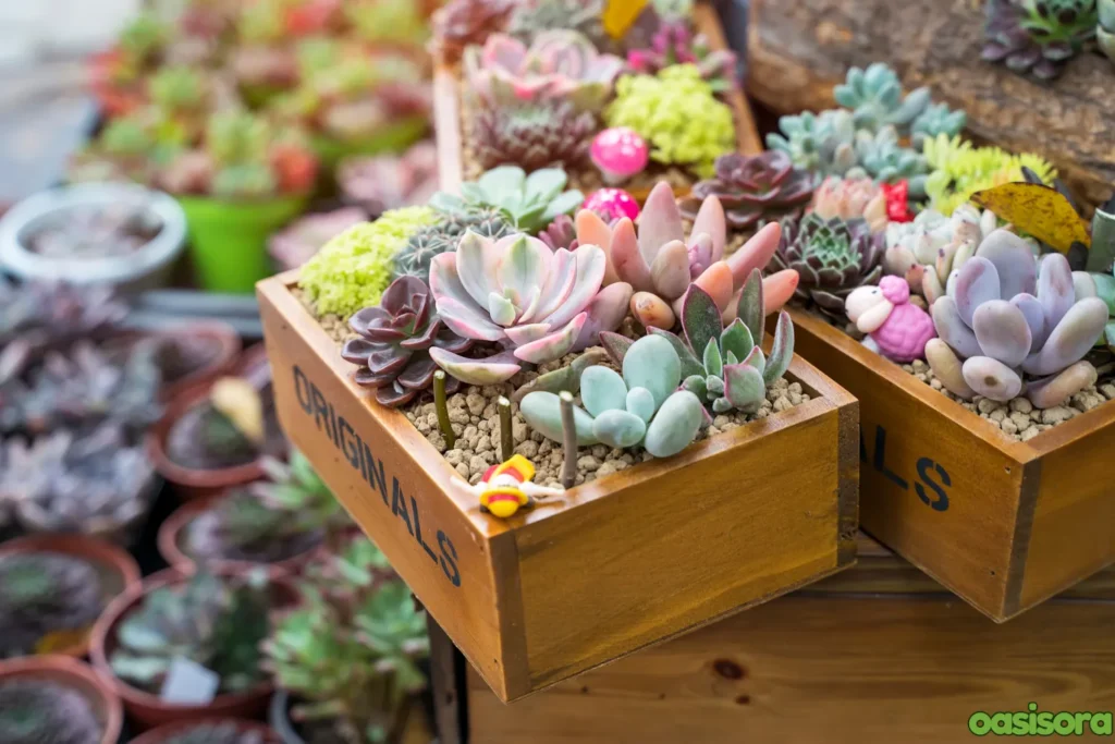 Container-Gardening-with-Succulents