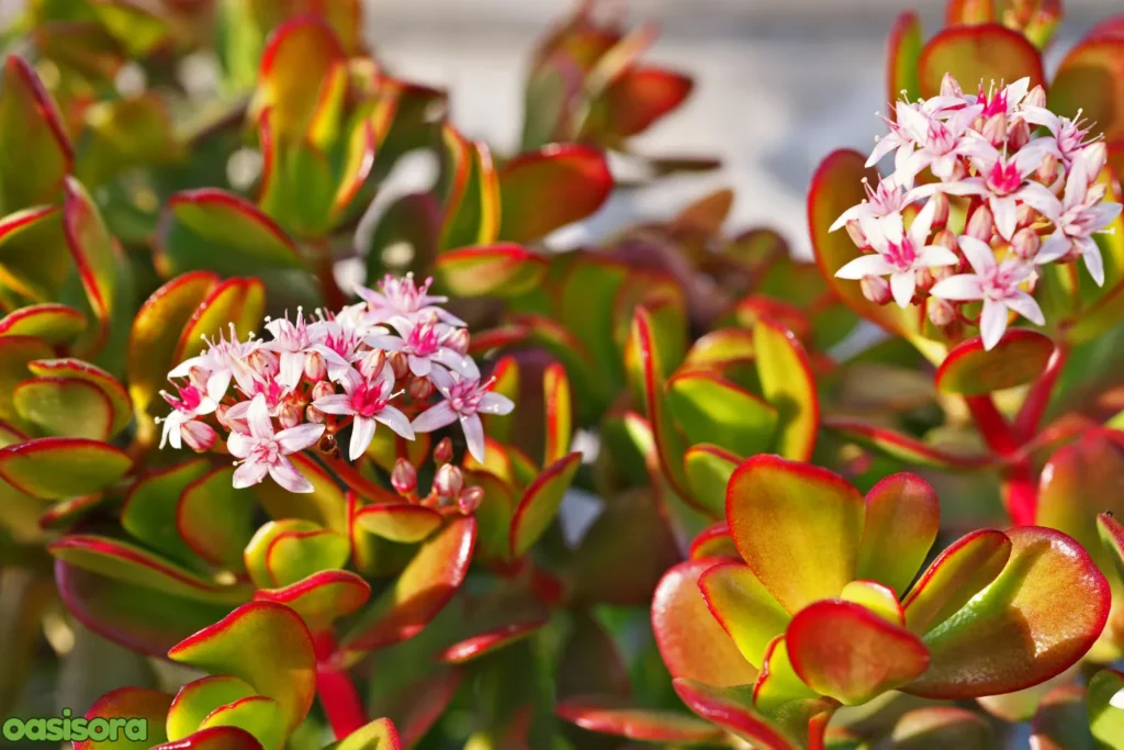Crassula-Ovata-Jade-Plant