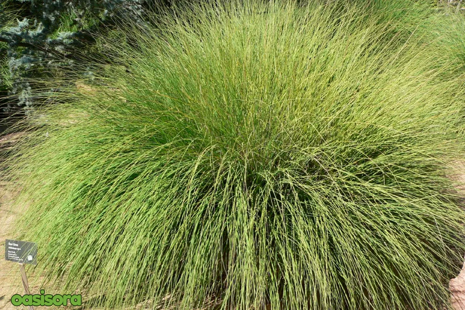 12 Best Ornamental Grasses in Your Arizona Landscape 6 Deer-Grass-Muhlenbergia-rigens