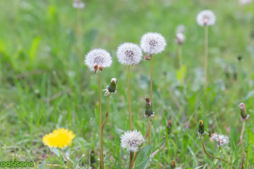 Don’t-Let-Weeds-Go-to-Seed