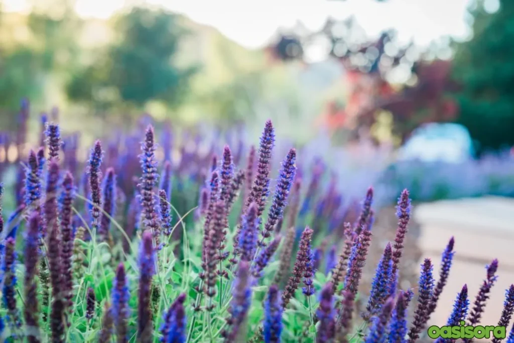 Drought-Resistant-Plants-for-California-Yards