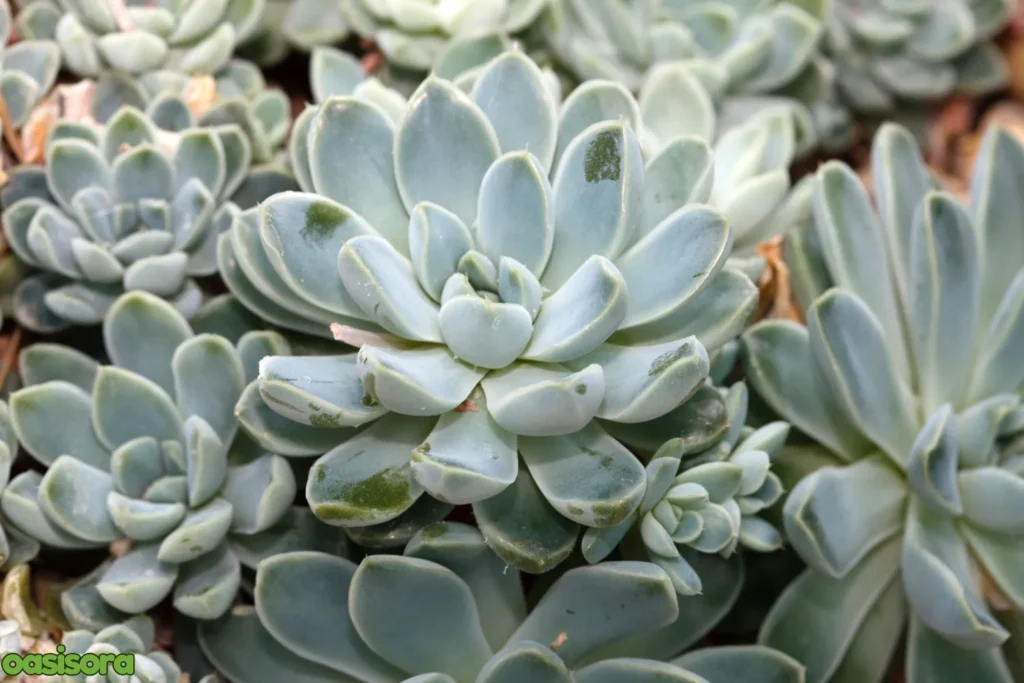 Echeveria-plant