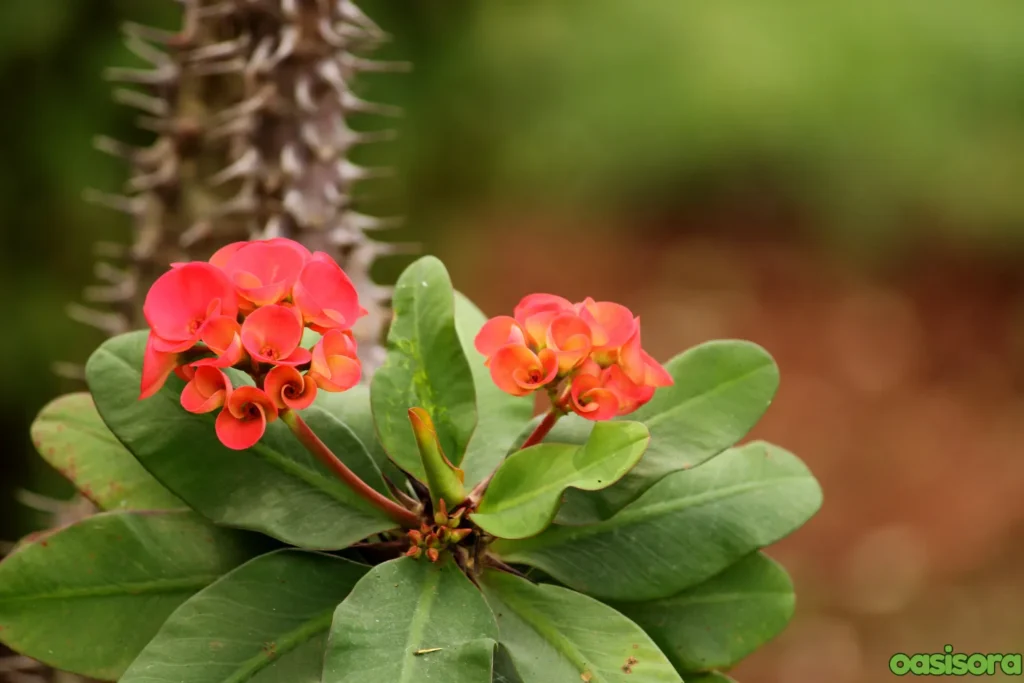 Euphorbia-plant